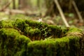 Old stump, moss, fir cones in the autumn forest. Wild forest, yellow leaves