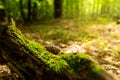 Old stump, moss, fir cones in the autumn forest. Wild forest, yellow leaves