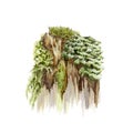 Old stump with moss. Watercolor realistic illustration. Tree rotten trunk with green moss and grass. Old wood stump with