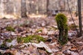 an old stump overgrown with moss in a spring forest Royalty Free Stock Photo