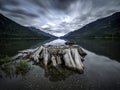 Old Stump semi submerged in the water of Buttle Lake, Strathcona Provincial Park Royalty Free Stock Photo