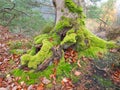 Old stump with thick  green moss in the autumn  forest Royalty Free Stock Photo