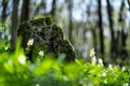 Old stump in the thicket forest in spring