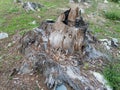 Old Stump of tree after cutting the Deodar tree in the forest Royalty Free Stock Photo