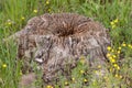 Old stump of tree on the green grass background Royalty Free Stock Photo