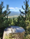 An old stump of a tree on a green grass surrounded by young conifers. Royalty Free Stock Photo