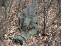 the old stump was covered with green moss. the stump is on a glade in a dense forest among tall trees and fallen leaves. Royalty Free Stock Photo