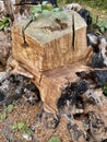 Burned and cut and Stump in the garden. Old tree stump. Royalty Free Stock Photo