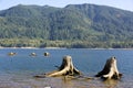 RIVER AND STUMP BEACH Royalty Free Stock Photo