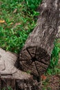 Old tree stump in the summer park. Royalty Free Stock Photo