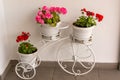 Old style bike with flowerpots and springflowers in it Royalty Free Stock Photo