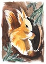 Old style drawing. a red fluffy squirrel sits in a hollow and gnaws at acorns. Hand drawn watercolor illustration Royalty Free Stock Photo