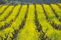 Old-style grape vineyard, California