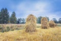 Old style hay poles in field. Photo from Kuhmo, Finland. Royalty Free Stock Photo