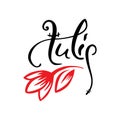 Old style lettering, Calligraphy. Word Tulip with hand drawn red vector tulip. Logo for spa salon or flower shop Royalty Free Stock Photo