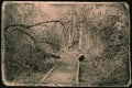 Old Style Picture Stone Path Walk Way with Trees at the side in A Forest Royalty Free Stock Photo