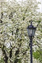 Old style street light vintage lantern in the spring park near white blossoming cherry tree Royalty Free Stock Photo