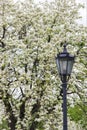 Old style street light vintage lantern in the spring park near white blossoming cherry tree covered with flowers. Royalty Free Stock Photo