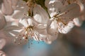 Old-styled macro pear blossom flowers on blurry background Royalty Free Stock Photo