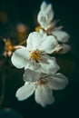 Old-styled macro pear blossom flowers on blurry background Royalty Free Stock Photo