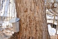 Old sugar maple tapped for sap Royalty Free Stock Photo