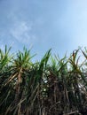 old sugarcane plant with dense green leaves against a blue sky background Royalty Free Stock Photo