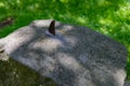 An old sundial hewn in stone. Measuring time with the sun Royalty Free Stock Photo