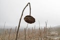 An old sunflower on foggy field Royalty Free Stock Photo