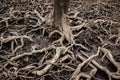 Old and messy tree roots in mangrove forest in Thailand Royalty Free Stock Photo