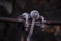 Rope of an abandoned bridge in the forest