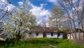 old sweet cherry tree blossom, abandoned house facade and barn in small yard, white flower and bud on thin twig, evening sky cloud Royalty Free Stock Photo