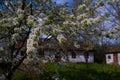 Old Sweet Cherry Tree In Rich Blossom In The Sun, Low Key Dark Image, White Flower And Buds On Thin Twigs, Cloud In April