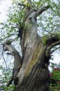 Old sweet chestnut tree Royalty Free Stock Photo