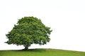 Old Sycamore Tree Royalty Free Stock Photo