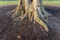 Old sycamore tree with aboveground roots Royalty Free Stock Photo
