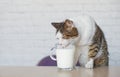 Old tabby cat looking curious to a cup of milk. Royalty Free Stock Photo