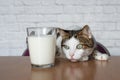 Old tabby cat looking curious to a cup of milk. Royalty Free Stock Photo