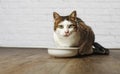 Old cat sitting on a food bowl.