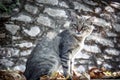 Old tabby grey cat