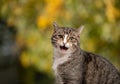 tabby white cat meowing outdoors portrait in autumn Royalty Free Stock Photo