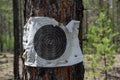 Old tactical paper target on tree located on military shooting range for active game airsoft.