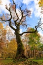 Old tall bare tree in a colorful autumn park