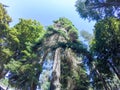 Old tall cedar tree in washington state