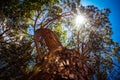 Old tall evergreen pine tree, view from bottom up, rays of sun making their way through branches on blue sky. Up view of forest Royalty Free Stock Photo