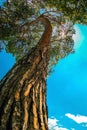 Bottom view of tall old pine tree in evergreen primeval forest with blue sky in background. Royalty Free Stock Photo