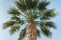 Old tall palm tree in the blue sky Royalty Free Stock Photo