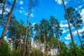 Old tall pines pinery sway in the wind against the sky. Tree trunks swaying, hissing branches. In autumn, spring in sunny weather