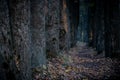 Old tall trees in the park in the late evening. Dry autumn leaves are scattered in the park alley Royalty Free Stock Photo