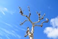 Old tall white tree and blue cloudy sky in summer Royalty Free Stock Photo