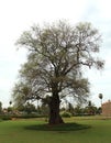 Old tamarind tree